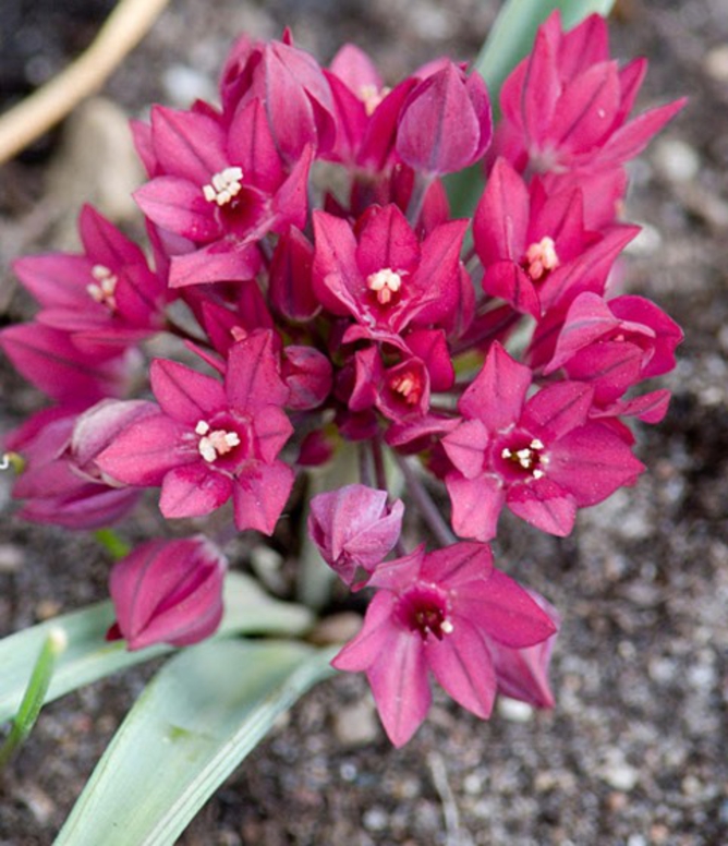 Évelő növények sziklai hagyma novenyek.ro