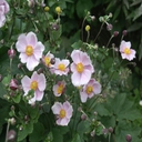 anemone tomentosa robustissima