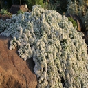 aster ericoides snow flurry